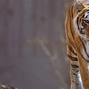 Explore Same Day Tiger Safari Tour From Jaipur All Included for 1 days with Fragrance of Taj and discover unforgettable experiences - Photo 9