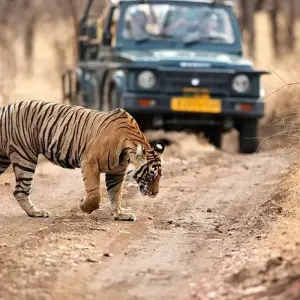 Explore Adventures Ranthambore Wildlife Safari Tour From Delhi with Safari Rides for 3 days with Fragrance of Taj and discover unforgettable experiences - Photo 4