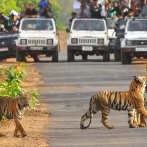 Explore Same Day Tiger Safari Tour From Jaipur All Included for 1 days with Fragrance of Taj and discover unforgettable experiences - Photo 10