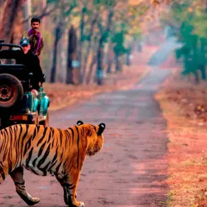 Explore Rajasthan Wildlife Tour From Delhi 9 Nights 10 Day's for 10 days with Fragrance of Taj and discover unforgettable experiences - Photo 10