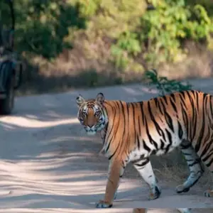 Explore Adventures Ranthambore Wildlife Safari Tour From Delhi with Safari Rides for 3 days with Fragrance of Taj and discover unforgettable experiences - Photo 7
