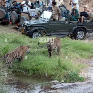Explore Adventures Ranthambore Wildlife Safari Tour From Delhi with Safari Rides for 3 days with Fragrance of Taj and discover unforgettable experiences - Photo 8