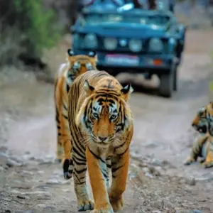 Explore Adventures Ranthambore Wildlife Safari Tour From Delhi with Safari Rides for 3 days with Fragrance of Taj and discover unforgettable experiences - Photo 9