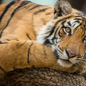 Explore Adventures Ranthambore Wildlife Safari Tour From Delhi with Safari Rides for 3 days with Fragrance of Taj and discover unforgettable experiences - Photo 10