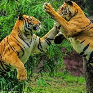 Explore Adventures Ranthambore Wildlife Safari Tour From Delhi with Safari Rides for 3 days with Fragrance of Taj and discover unforgettable experiences - Photo 11