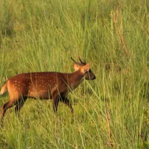 Explore Jungle Safari Tour in Nepal - 2 Nights 3 Days for 3 days with Frolic Adventure Pvt. Ltd. and discover unforgettable experiences - Photo 2