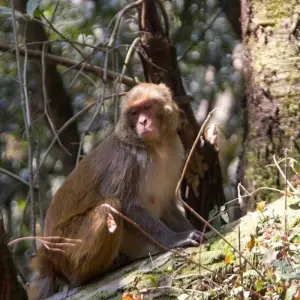 Explore Chisapani Nagarkot Short Trek Near Kathmandu - 3 Days for 3 days with Frolic Adventure Pvt. Ltd. and discover unforgettable experiences - Photo 3