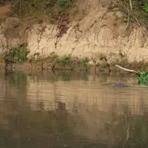 Explore Jungle Safari Tour in Nepal - 2 Nights 3 Days for 3 days with Frolic Adventure Pvt. Ltd. and discover unforgettable experiences - Photo 3