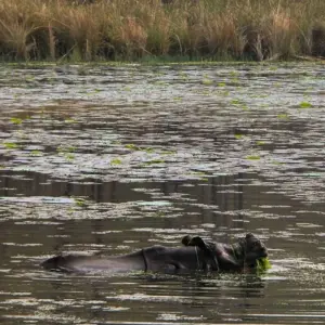 Explore Jungle Safari Tour in Nepal - 2 Nights 3 Days for 3 days with Frolic Adventure Pvt. Ltd. and discover unforgettable experiences - Photo 4