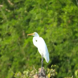 Explore Jungle Safari Tour in Nepal - 2 Nights 3 Days for 3 days with Frolic Adventure Pvt. Ltd. and discover unforgettable experiences - Photo 6