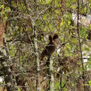 Explore Langtang Valley Trek 7 Days for 7 days with Frolic Adventure Pvt. Ltd. and discover unforgettable experiences - Photo 4