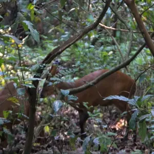 Explore Jungle Safari Tour in Nepal - 2 Nights 3 Days for 3 days with Frolic Adventure Pvt. Ltd. and discover unforgettable experiences - Photo 7