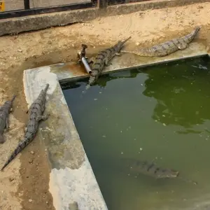 Explore Jungle Safari Tour in Nepal - 2 Nights 3 Days for 3 days with Frolic Adventure Pvt. Ltd. and discover unforgettable experiences - Photo 8