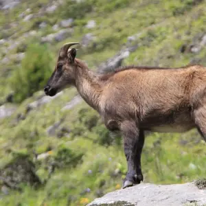 Explore 14-Day Everest Base Camp Trek for 14 days with Frolic Adventure Pvt. Ltd. and discover unforgettable experiences - Photo 5