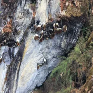 Explore Langtang Valley Trek 7 Days for 7 days with Frolic Adventure Pvt. Ltd. and discover unforgettable experiences - Photo 7