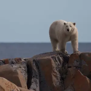 Explore Canada’s Big Five Safari for 8 days with Frontiers North Adventures and discover unforgettable experiences - Photo 3