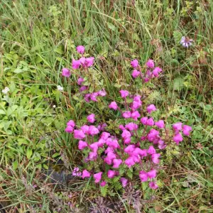 Explore Annapurna Base Camp Trek 12 Days for 12 days with Frolic Adventure Pvt. Ltd. and discover unforgettable experiences - Photo 6