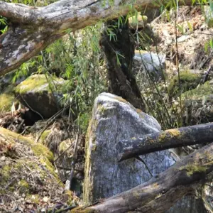 Explore Langtang Valley Trek 7 Days for 7 days with Frolic Adventure Pvt. Ltd. and discover unforgettable experiences - Photo 8