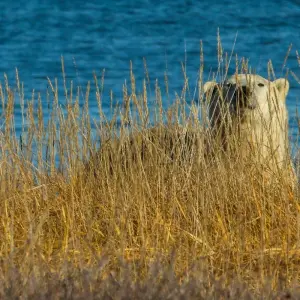 Explore Beluga Whales in Churchill Manitoba for 6 days with Frontiers North Adventures and discover unforgettable experiences - Photo 4