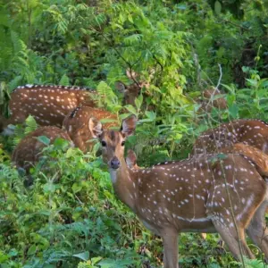Explore Jungle Safari Tour in Nepal - 2 Nights 3 Days for 3 days with Frolic Adventure Pvt. Ltd. and discover unforgettable experiences - Photo 11