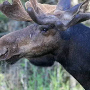 Explore Canada’s Big Five Safari for 8 days with Frontiers North Adventures and discover unforgettable experiences - Photo 5