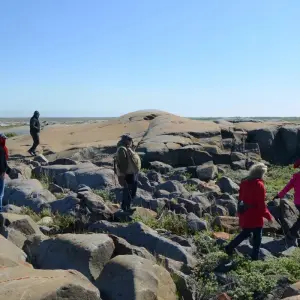 Explore Beluga Whales in Churchill Manitoba for 6 days with Frontiers North Adventures and discover unforgettable experiences - Photo 5