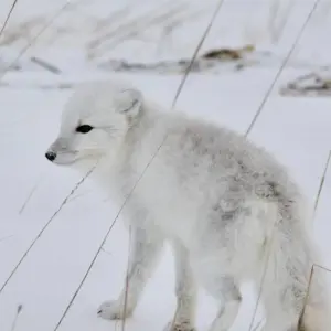 Explore Classic Churchill Polar Bear Adventure for 6 days with Frontiers North Adventures and discover unforgettable experiences - Photo 6