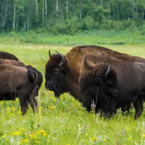 Explore Canada’s Big Five Safari for 8 days with Frontiers North Adventures and discover unforgettable experiences - Photo 6