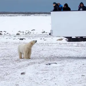 Explore Polar Bears in Churchill & the Tundra Buggy Lodge for 7 days with Frontiers North Adventures and discover unforgettable experiences - Photo 8