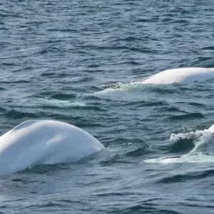 Explore Beluga Whales in Churchill Manitoba for 6 days with Frontiers North Adventures and discover unforgettable experiences - Photo 6