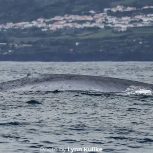 Explore Giants of the Blue in Pico Island for 7 days with Futurismo Azores Adventures and discover unforgettable experiences - Photo 2
