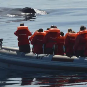 Explore Discover Pico Island - Hiking, Sightseeing and More for 7 days with Futurismo Azores Adventures and discover unforgettable experiences - Photo 2