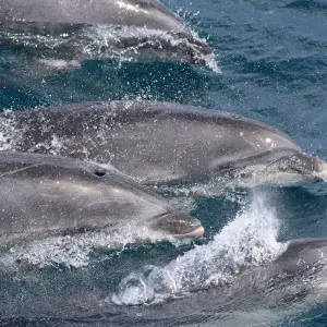 Explore Giants of the Blue in Pico Island for 7 days with Futurismo Azores Adventures and discover unforgettable experiences - Photo 4