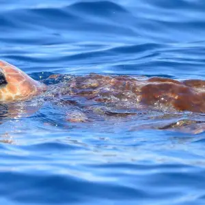 Explore The Whales Expedition for 7 days with Futurismo Azores Adventures and discover unforgettable experiences - Photo 2