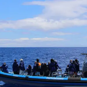 Explore Discover Pico Island - Hiking, Sightseeing and More for 7 days with Futurismo Azores Adventures and discover unforgettable experiences - Photo 3