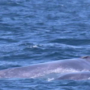 Explore Giants of the Blue in Pico Island for 7 days with Futurismo Azores Adventures and discover unforgettable experiences - Photo 5