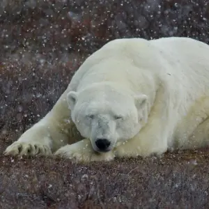 Explore Classic Churchill Polar Bear Adventure for 6 days with Frontiers North Adventures and discover unforgettable experiences - Photo 10