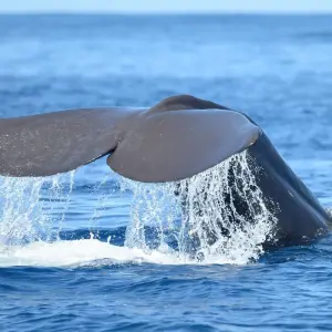 Explore The Whales Expedition for 7 days with Futurismo Azores Adventures and discover unforgettable experiences - Photo 3