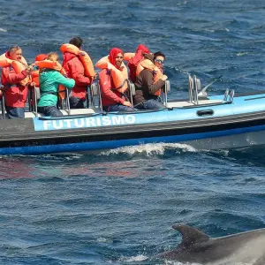 Explore Giants of the Blue in Pico Island for 7 days with Futurismo Azores Adventures and discover unforgettable experiences - Photo 6