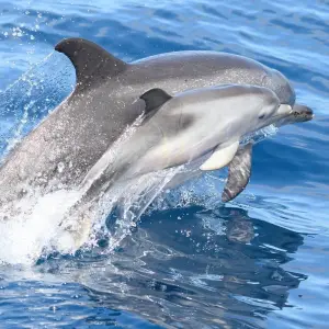 Explore The Whales Expedition for 7 days with Futurismo Azores Adventures and discover unforgettable experiences - Photo 4