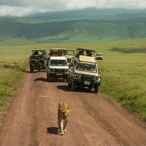 Explore Tanzania & Zanzibar Island: African Safari, School Construction & Education, Swim with Dolphins for 14 days with GIVE Volunteers and discover unforgettable experiences - Photo 3