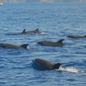 Explore Whales Migration Route for 7 days with Futurismo Azores Adventures and discover unforgettable experiences - Photo 5