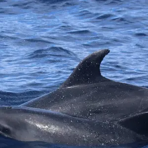 Explore The Whales Expedition for 7 days with Futurismo Azores Adventures and discover unforgettable experiences - Photo 5