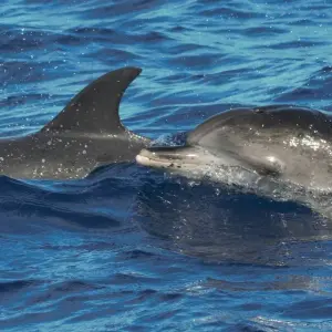 Explore Whales Migration Route for 7 days with Futurismo Azores Adventures and discover unforgettable experiences - Photo 6