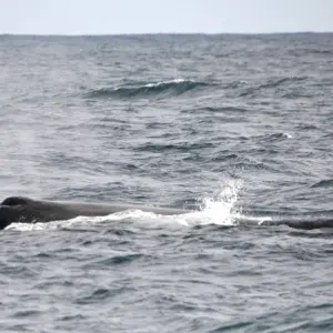Explore Giants of the Blue in Pico Island for 7 days with Futurismo Azores Adventures and discover unforgettable experiences - Photo 8