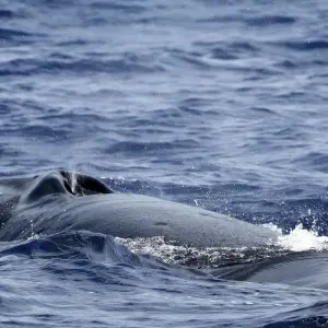 Explore Whales Migration Route for 7 days with Futurismo Azores Adventures and discover unforgettable experiences - Photo 7