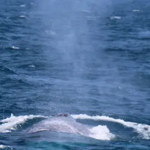 Explore Giants of the Blue in Pico Island for 7 days with Futurismo Azores Adventures and discover unforgettable experiences - Photo 9