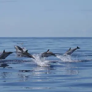 Explore Discover Pico Island - Hiking, Sightseeing and More for 7 days with Futurismo Azores Adventures and discover unforgettable experiences - Photo 7