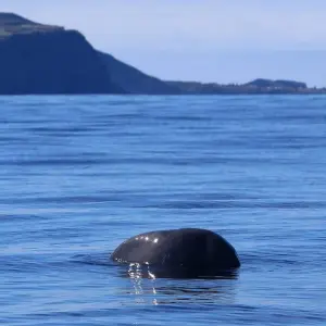 Explore The Whales Expedition for 7 days with Futurismo Azores Adventures and discover unforgettable experiences - Photo 7