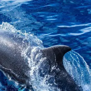 Explore São Miguel Active Experience for 7 days with Futurismo Azores Adventures and discover unforgettable experiences - Photo 8